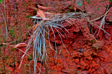 Fotografia zatytułowany „HAIR PINE” autorstwa Jean-Luc Bohin, Oryginalna praca