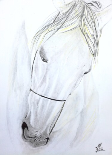 Tekening getiteld "Crin blanc" door Jean Marc Collombat, Origineel Kunstwerk, Potlood