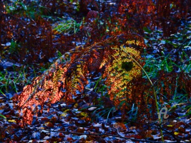 Photographie intitulée "FOUGÈRES" par Jean-Michel Liewig, Œuvre d'art originale