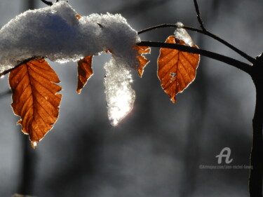 Photographie intitulée "FEUILLES ET GLACE" par Jean-Michel Liewig, Œuvre d'art originale