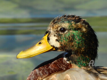 Photographie intitulée "Canard en tête" par Jean-Michel Liewig, Œuvre d'art originale