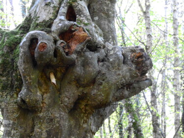 Fotografia zatytułowany „L'arbre à tête de b…” autorstwa Jean-Michel Liewig, Oryginalna praca