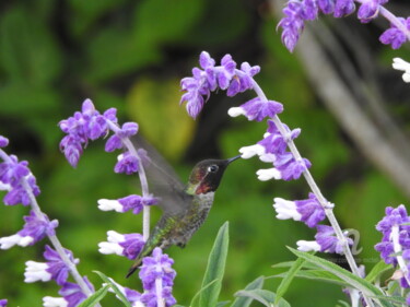 Photographie intitulée "Colibris" par Jean-Michel Liewig, Œuvre d'art originale