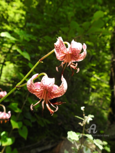 Photography titled "Lys Martagon" by Jean-Michel Liewig, Original Artwork, Non Manipulated Photography