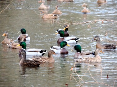 Photographie intitulée "La danse des canards" par Jean-Michel Liewig, Œuvre d'art originale