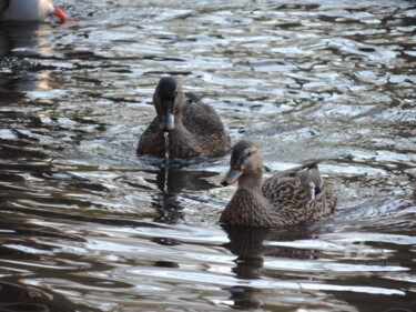 Photographie intitulée "Canards baveux" par Jean-Michel Liewig, Œuvre d'art originale