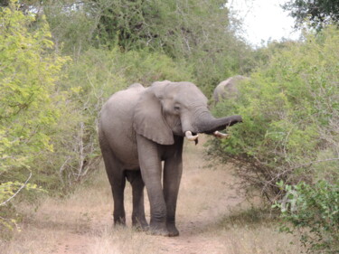 Photographie intitulée "Éléphant" par Jean-Michel Liewig, Œuvre d'art originale