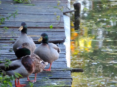 Photographie intitulée "Canards au sec" par Jean-Michel Liewig, Œuvre d'art originale