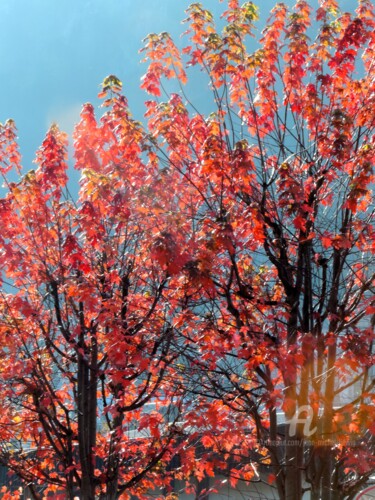 Photography titled "Rouge d'automne" by Jean-Michel Liewig, Original Artwork