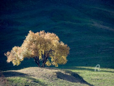 Fotografie mit dem Titel "L'arbre" von Jean-Michel Liewig, Original-Kunstwerk