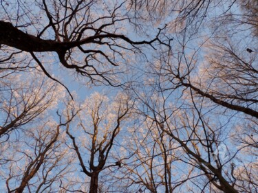 Фотография под названием "Les arbres de la vie" - Jean-Michel Liewig, Подлинное произведение искусства