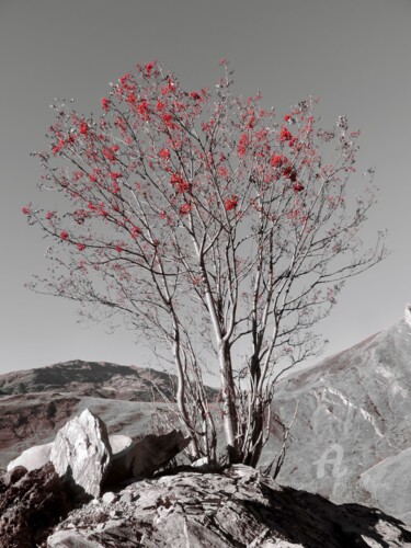 Photographie intitulée "Arbre rouge" par Jean-Michel Liewig, Œuvre d'art originale