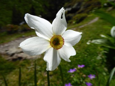 Photography titled "Narcisse des poëtes" by Jean Paul Rosso, Original Artwork