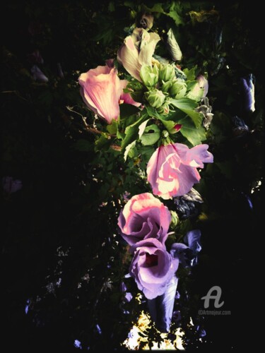 Фотография под названием "Rosa/A look at a fl…" - Jean Philippe Desmoulins, Подлинное произведение искусства, Манипулированн…
