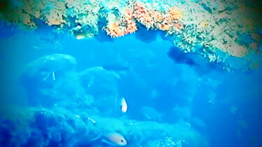 Photographie intitulée "le corail au fond d…" par Jean-Pierre Tastevin, Œuvre d'art originale, Photographie numérique