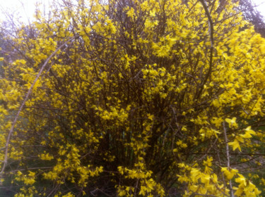 Photographie intitulée "FORSYTHIA" par Jeannette Allary, Œuvre d'art originale