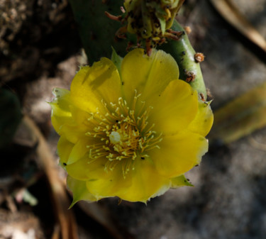 Photographie intitulée "OPUNTIA  ( fleur )" par Jeannette Allary, Œuvre d'art originale