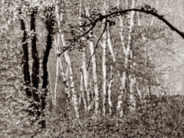 Photographie intitulée "Cœur de forêt I" par Jeanpaul Zak, Œuvre d'art originale, Photographie argentique