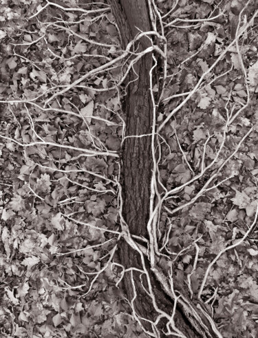 Photographie intitulée "Cœur de forêt VIII" par Jeanpaul Zak, Œuvre d'art originale, Photographie numérique