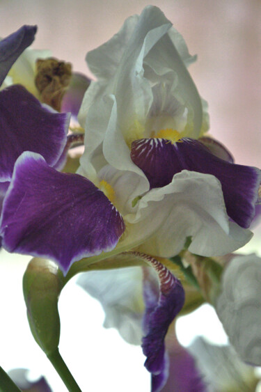 Photography titled "Prince Irises Ruffl…" by Jill Annette Johnson, Original Artwork, Digital Photography