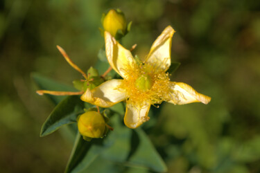 Photography titled "St. John's Wort Gon…" by Jill Annette Johnson, Original Artwork, Digital Photography