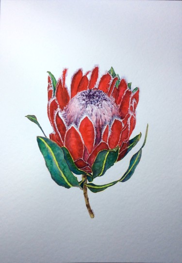 Peinture intitulée "Protea red" par Jing Tian, Œuvre d'art originale, Aquarelle