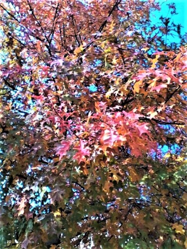 Photography titled "8 AUTUMN, GEORGIA U…" by Jmsbell, Original Artwork, Non Manipulated Photography