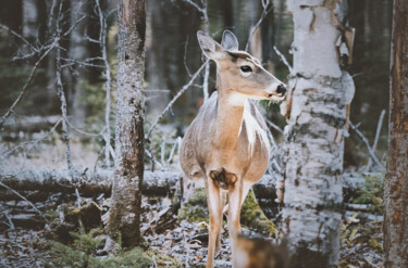 Photographie intitulée "Cerf de Virginie /…" par Joanne Lemay, Œuvre d'art originale, Photographie numérique