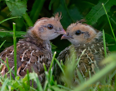 Fotografia intitolato "Quail Chicks" da Joe Pate, Opera d'arte originale, Fotografia digitale