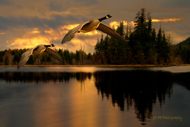 Fotografie getiteld "Canada geese at Hid…" door Joe Pate, Origineel Kunstwerk, Digitale fotografie