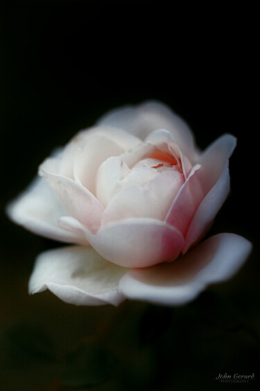 Fotografía titulada "Rose I" por John Gerard, Obra de arte original, Fotografía digital