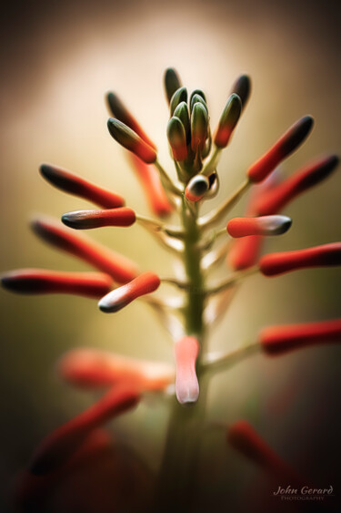 Photographie intitulée "Aloe Vera" par John Gerard, Œuvre d'art originale, Photographie numérique