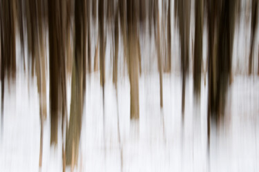 Fotografia intitulada "Wintery Wood" por John Pingree, Obras de arte originais, Fotografia digital