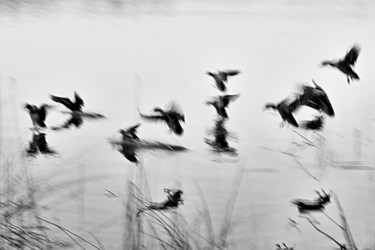 Fotografie mit dem Titel "Incoming ducks 01" von John Furnes, Original-Kunstwerk, Digitale Fotografie