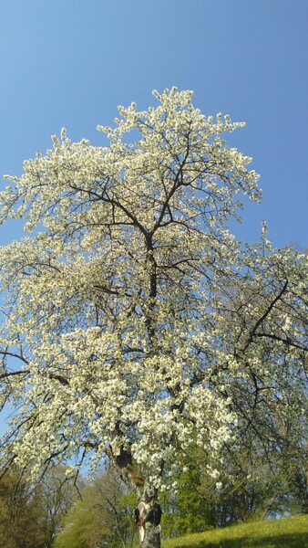 Photographie intitulée "Arbre en fleurs" par Jomara Hamzo, Œuvre d'art originale, Photographie numérique