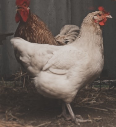 Fotografía titulada "chicken, hen" por Jora Poshytilo, Obra de arte original, Fotografía digital