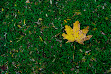 Fotografia zatytułowany „autumn” autorstwa Jora Poshytilo, Oryginalna praca, Fotografia cyfrowa
