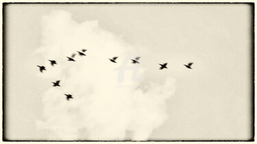 Photography titled "CYGNES" by Jorg Becker, Original Artwork, Non Manipulated Photography