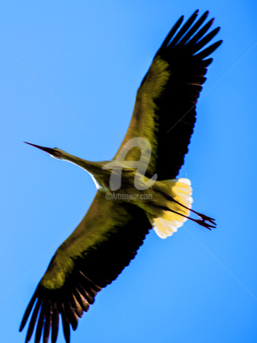 Fotografie mit dem Titel "CYGNE" von Jorg Becker, Original-Kunstwerk