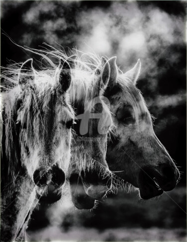 "CONVERSATION" başlıklı Fotoğraf Jorg Becker tarafından, Orijinal sanat, Fotoşopsuz fotoğraf Ahşap Sedye çerçevesi üzerine m…