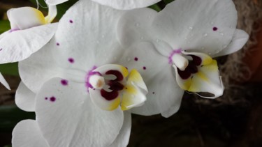 Фотография под названием "orchid photograph b…" - Jorge Gallardo, Подлинное произведение искусства