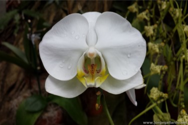 Фотография под названием "Orchid photograph b…" - Jorge Gallardo, Подлинное произведение искусства