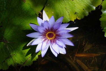 Fotografia intitulada "lotusflower.jpg" por Jorge Gallardo, Obras de arte originais