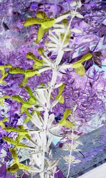Photographie intitulée "Amphibiens et autre…" par Bleu Soleil-Joper, Œuvre d'art originale