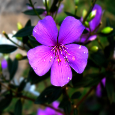 Fotografía titulada "florada" por Jose Americo Jsilvares, Obra de arte original, Fotografía manipulada