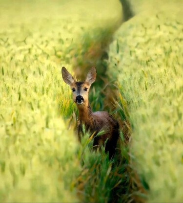 Pittura intitolato "Bambi de" da Julia France, Opera d'arte originale, Fotografia digitale