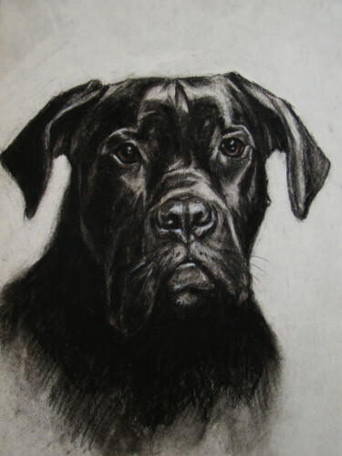 제목이 "Boomer, my Dog Draw…"인 그림 Julia Lihina로, 원작, 숯