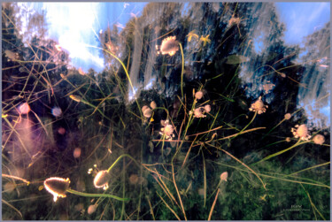 Фотография под названием "Photosynthesis" - Julian Garcia-Viso, Подлинное произведение искусства, Не манипулируемая фотограф…