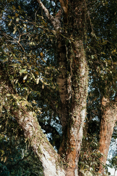 Фотография под названием "Tree in Trancoso, B…" - Juliana Vasquez, Подлинное произведение искусства, Цифровая фотография