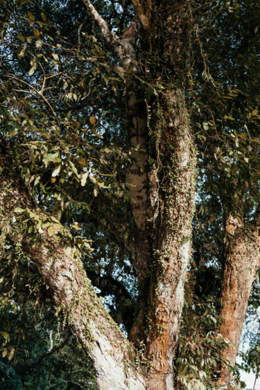 Fotografía titulada "Tree in Trancoso, B…" por Juliana Vasquez, Obra de arte original, Fotografía digital